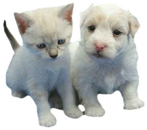 gatos y perros