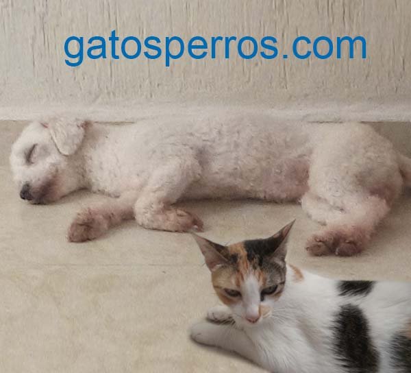 gatos y perros juntos