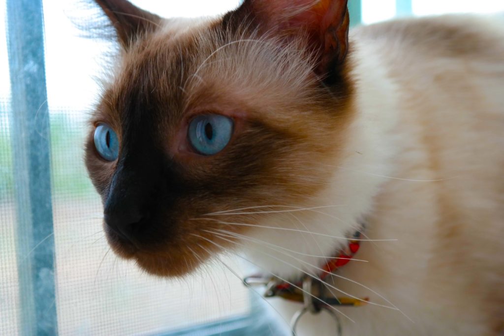 Alimentos malos para gatos