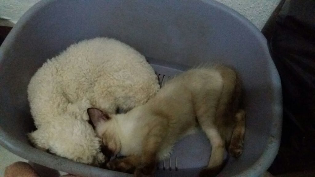 perro y gato durmiendo guntos