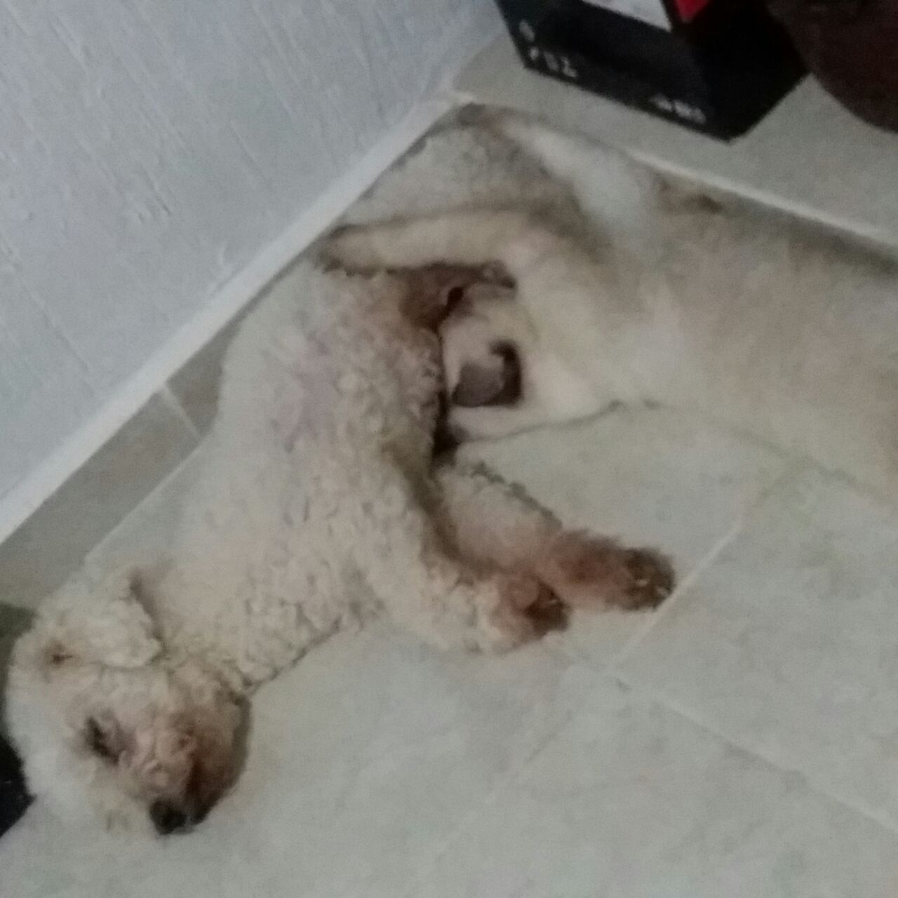 Una perrita con una gatita