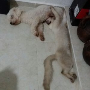 Perrita y gatita
