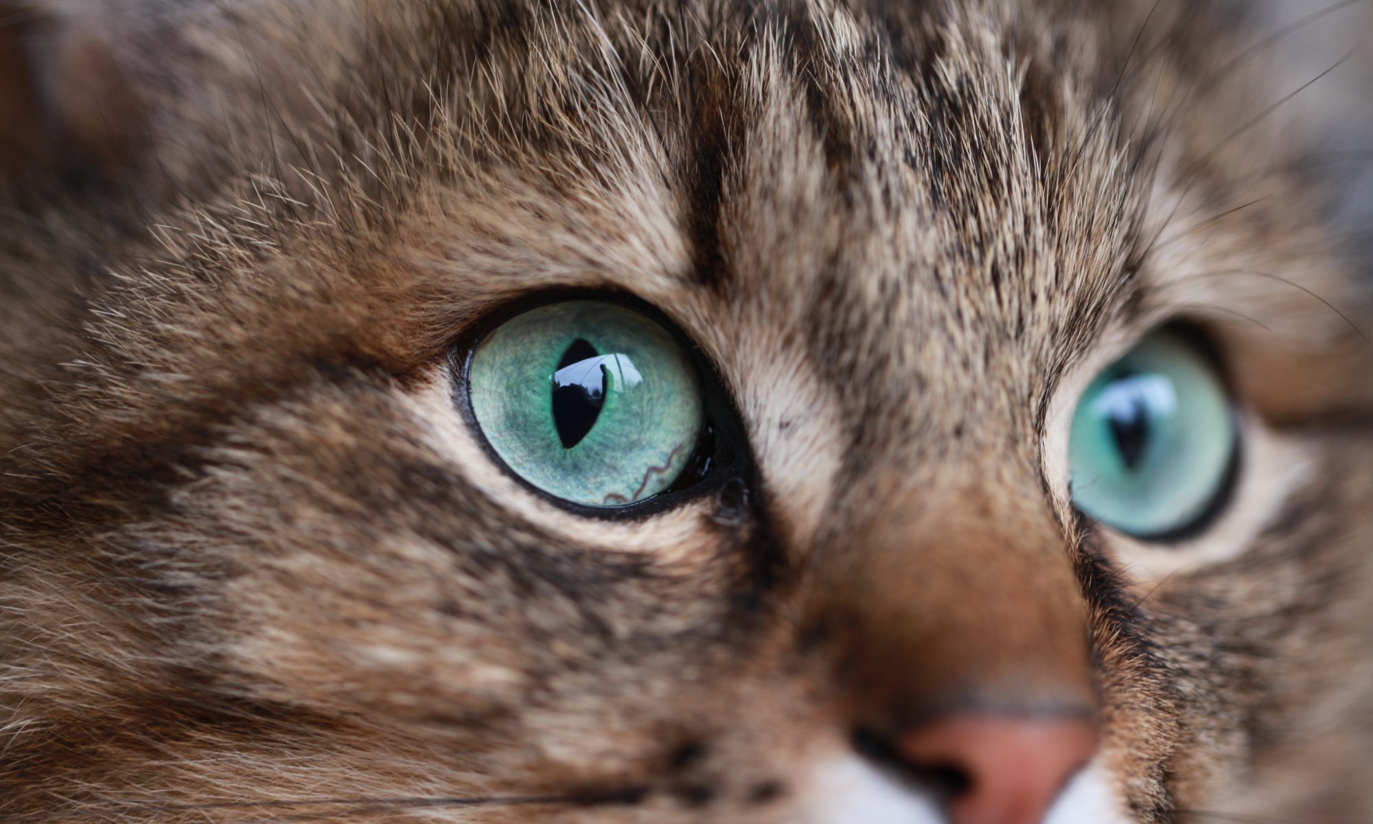 Conoce los Alimentos prohibidos para la salud de los gatos
