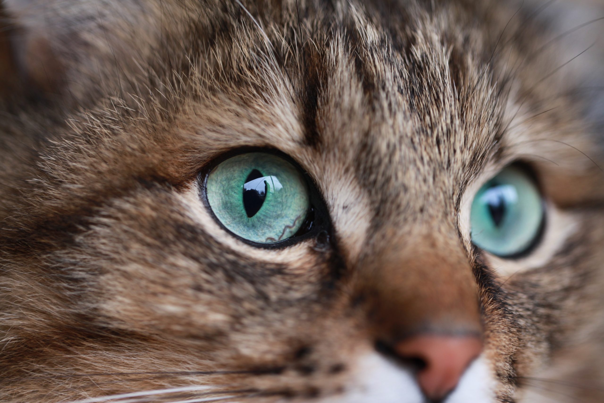 Conoce los Alimentos prohibidos para la salud de los gatos