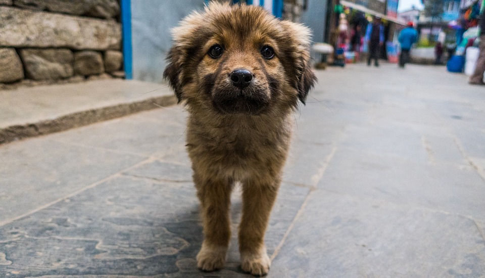 tumor venéreo transmisible perro