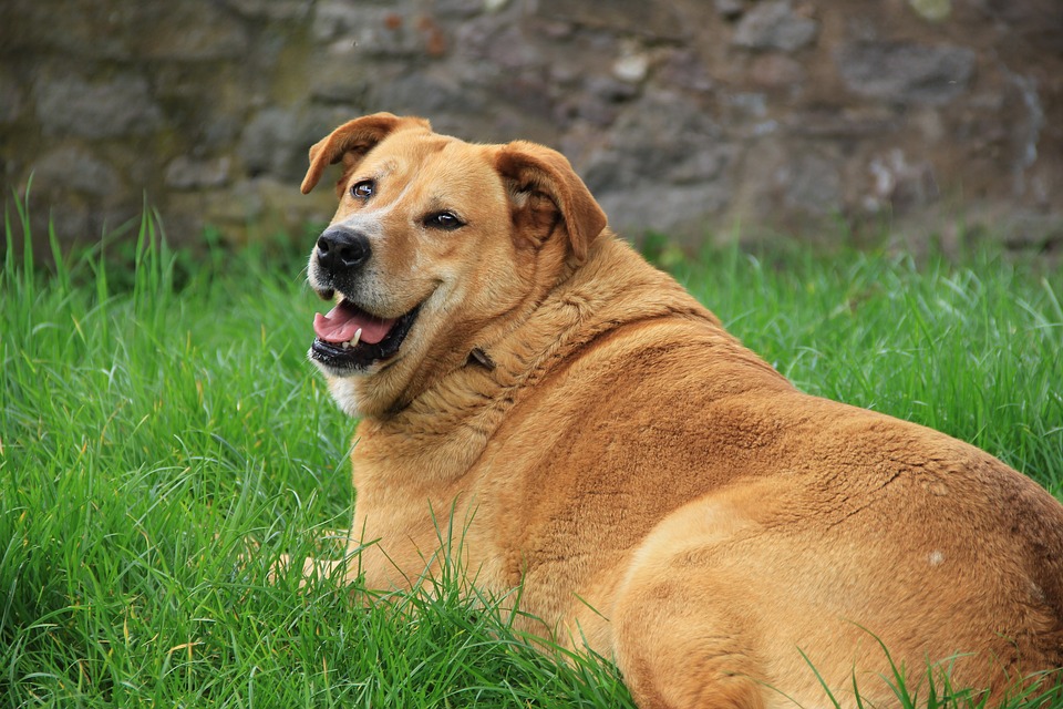 Alimentos prohibidos para perros