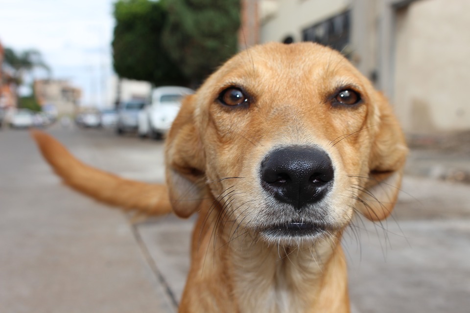 tumor venéreo transmisible perro