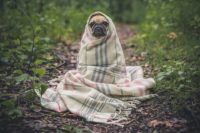 Alimentos prohibidos perros