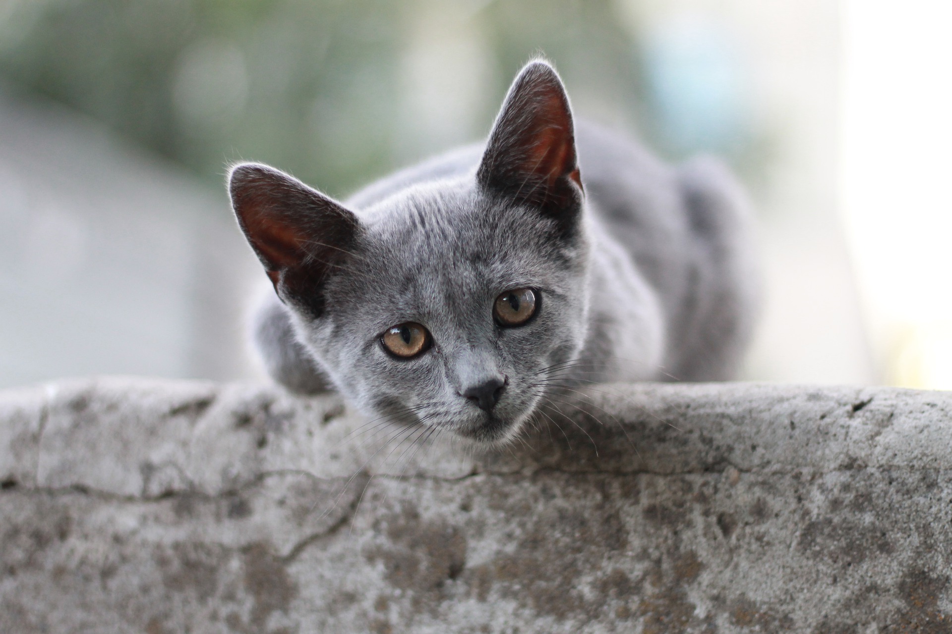 ¿Qué es lo que más odian los gatos?