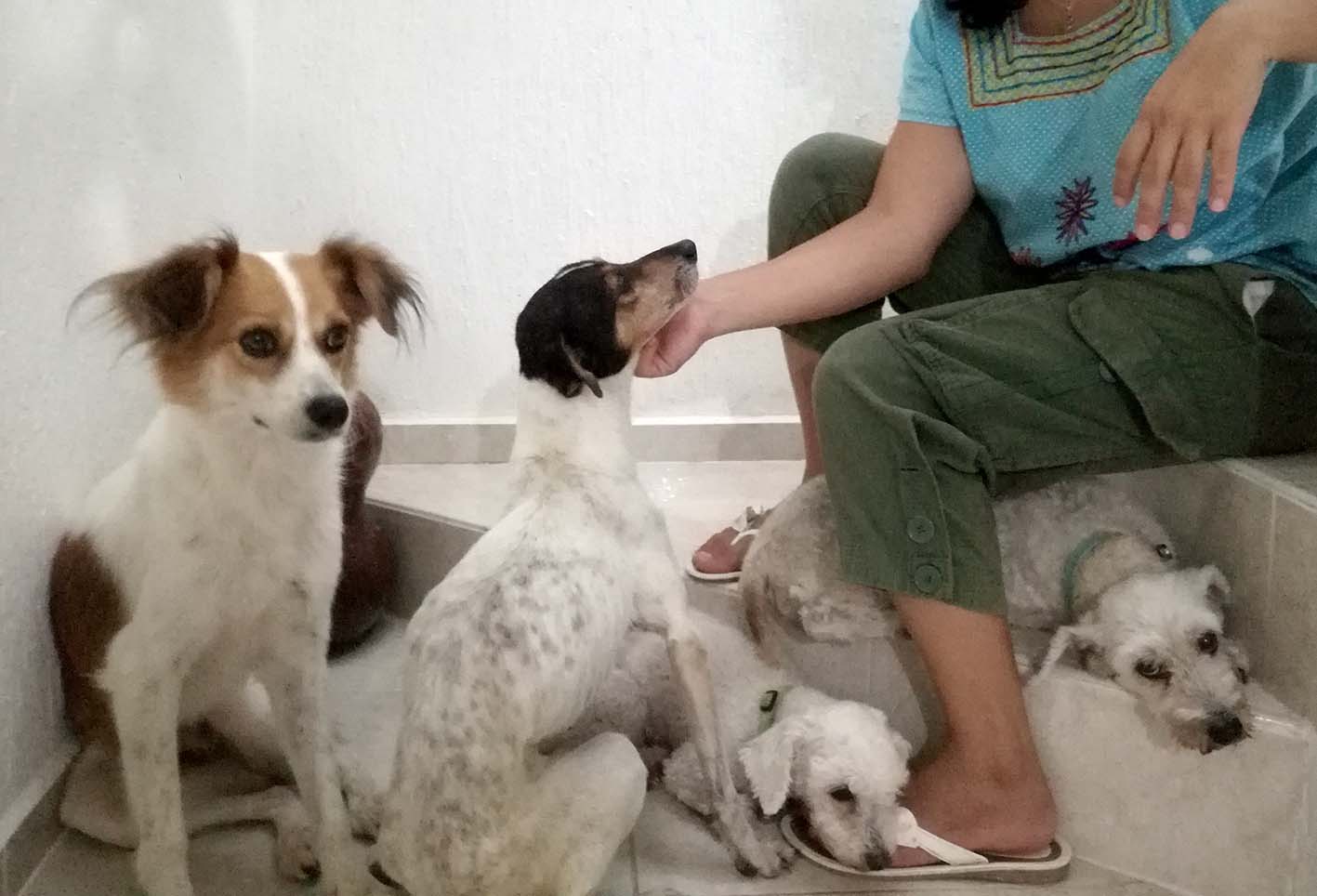 nombre de perros raros
