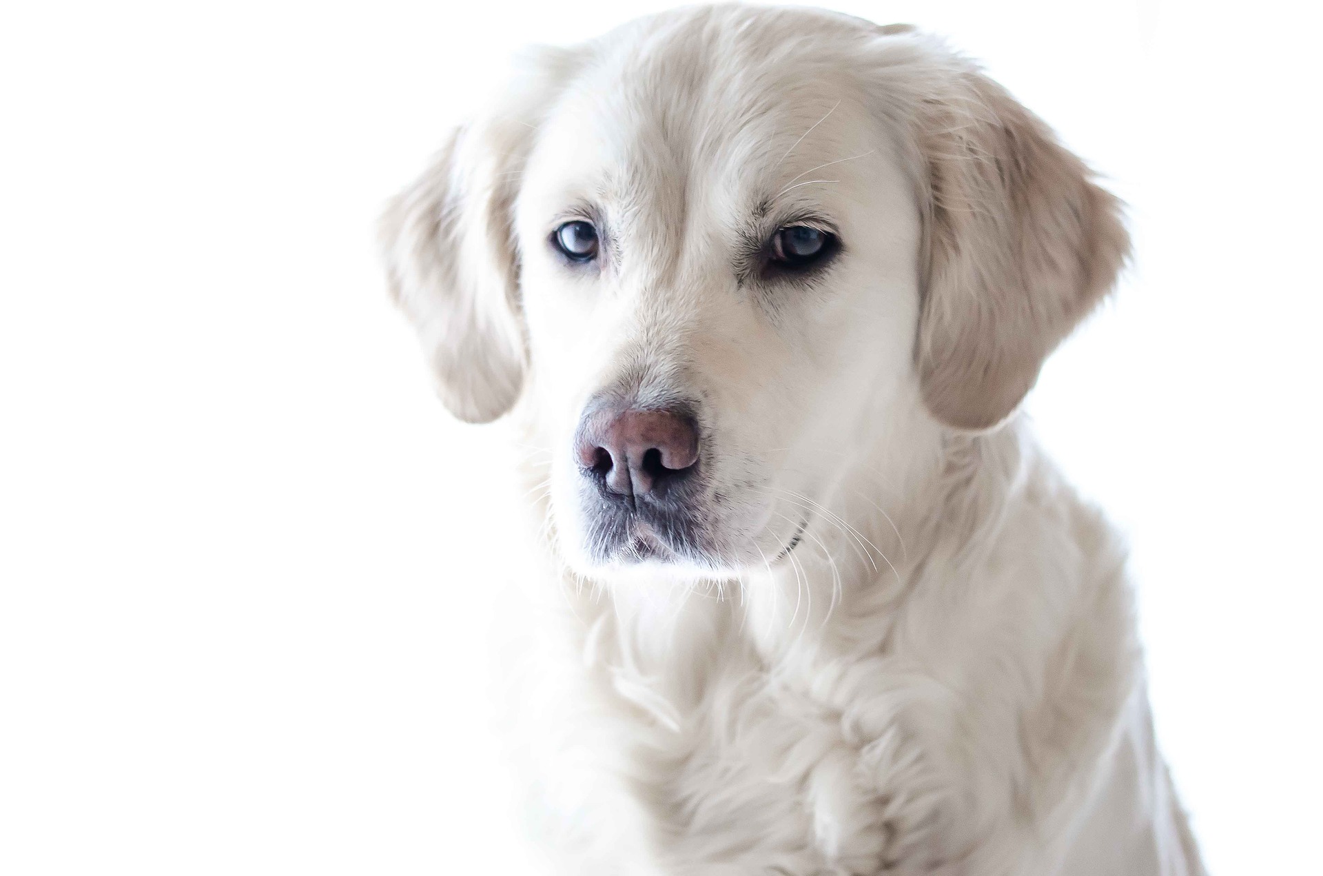 Alimentos prohibidos perros labrador retrivier