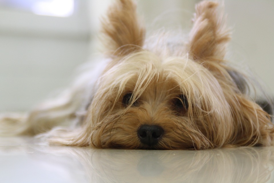 Yorkie