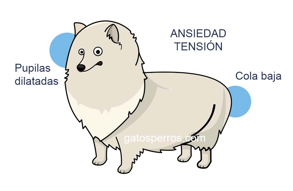 Etología canina