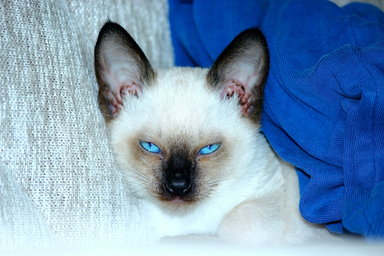 baño-gatos