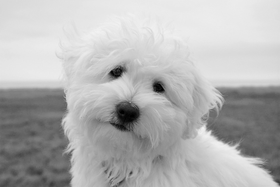 coton de tulear