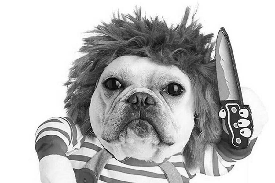 humanizar-perro