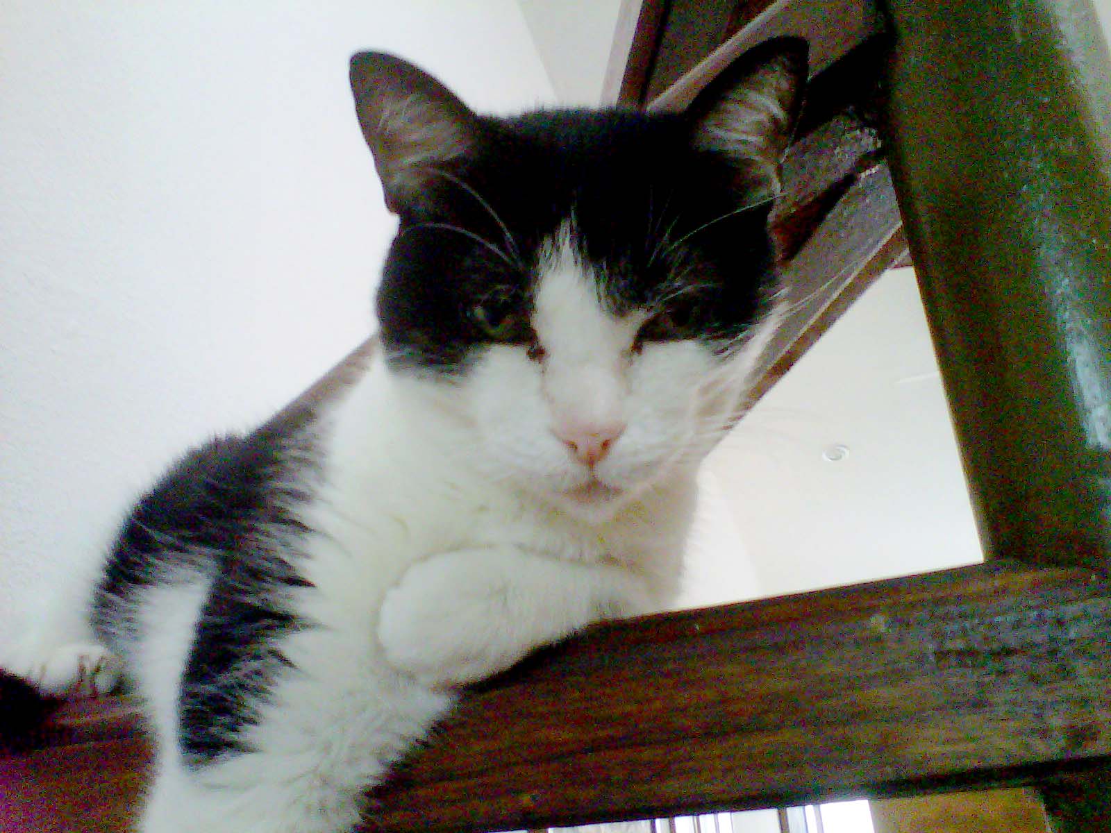 Ansiedad gatos