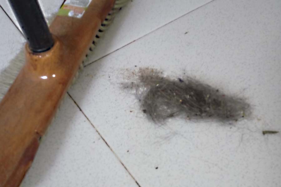 El pelo que soltaba mi perra nena todos los días
