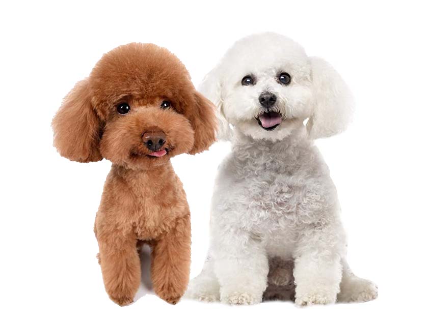 ansiedad perros