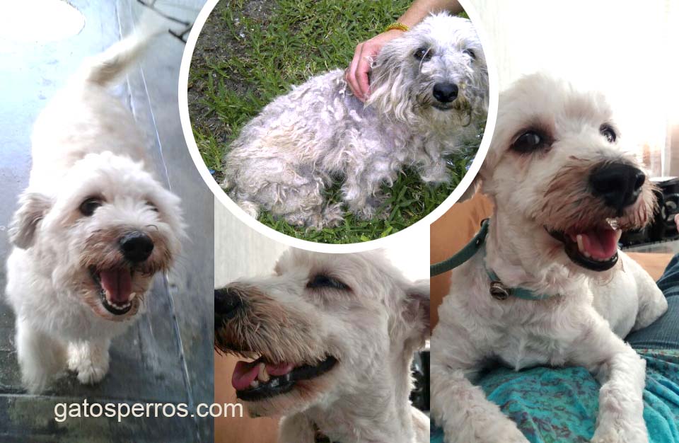 adoptar perro