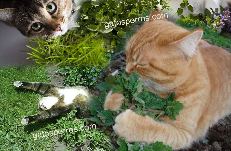 catnip