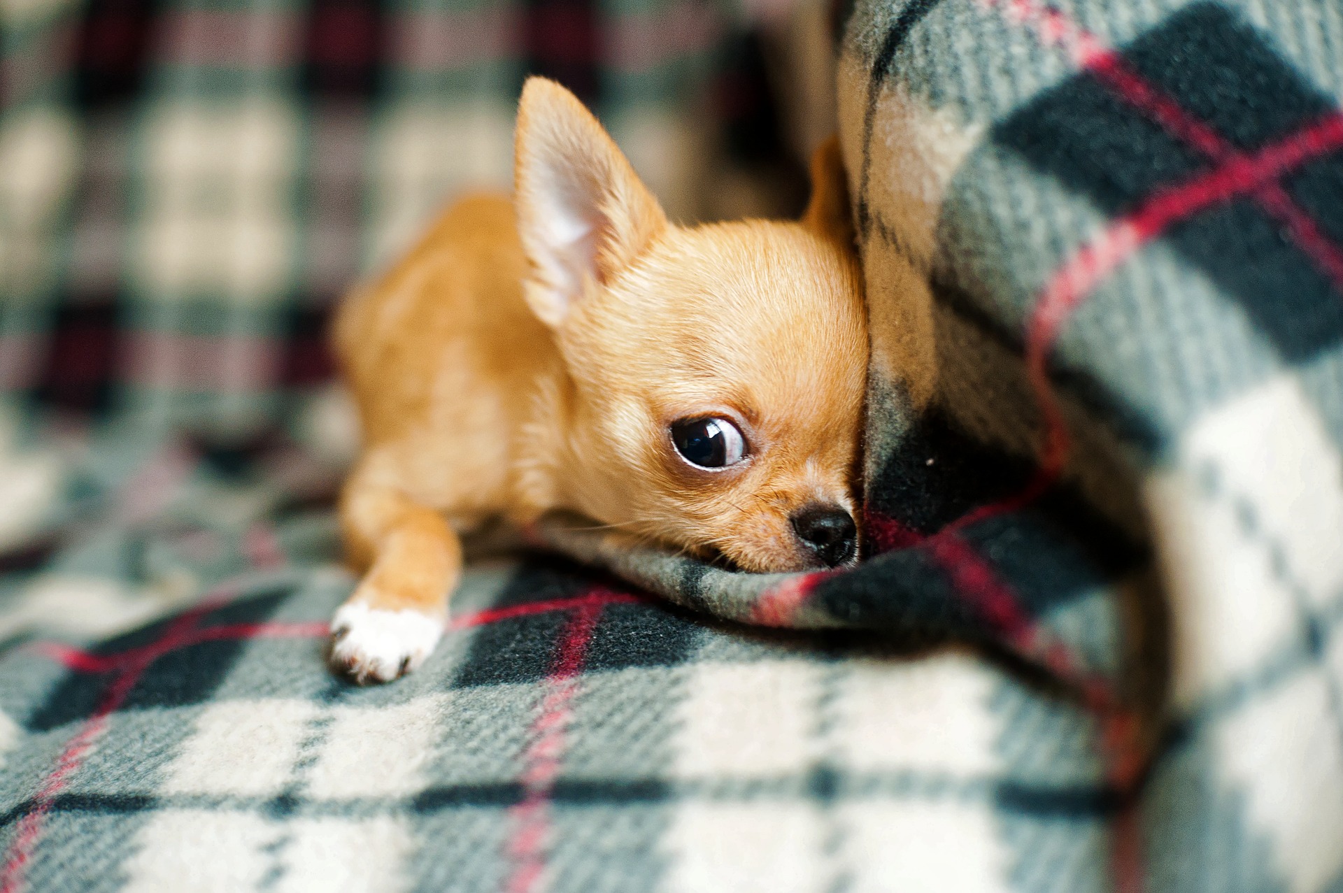 Alimentos prohibidos para perros chihuahua