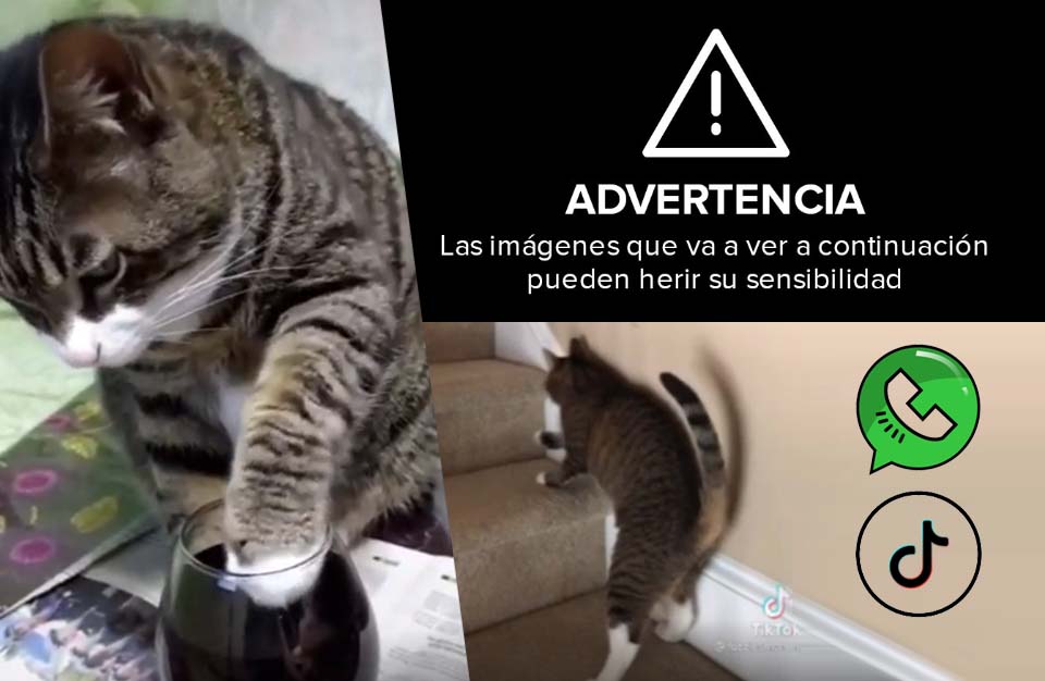 gatos-y-alcohol