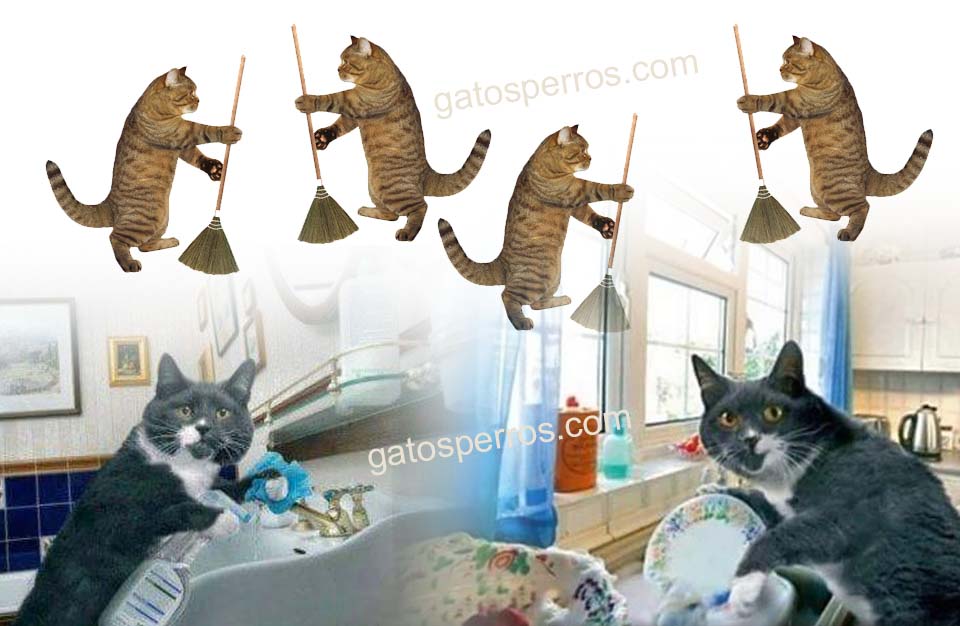 limpiadores no tóxicos para gatos