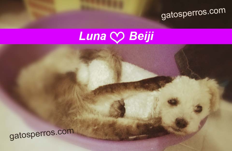 perros y gatos juntos