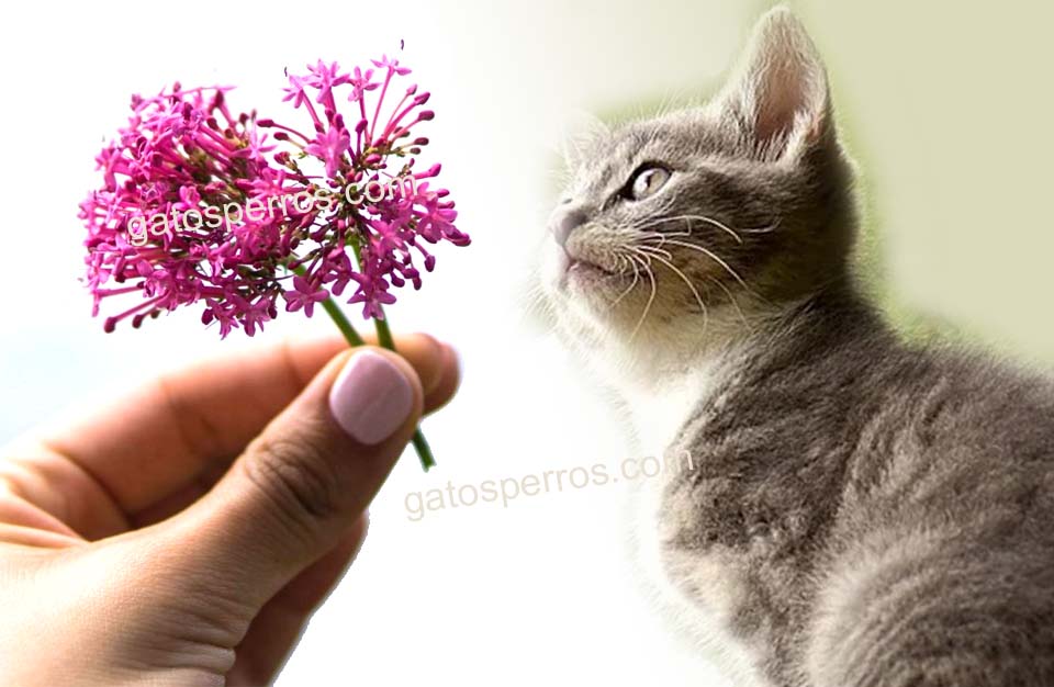 Valeriana para gatos