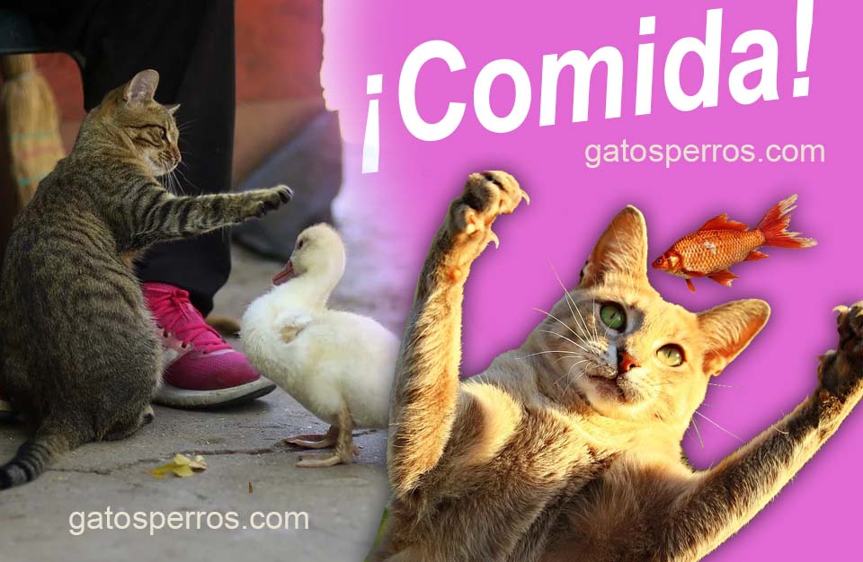 alimentos para gatos