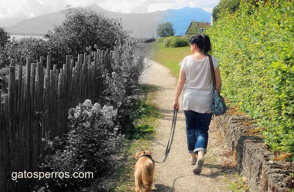 PAsear al perro