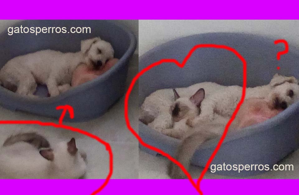Perro y gato juntos
