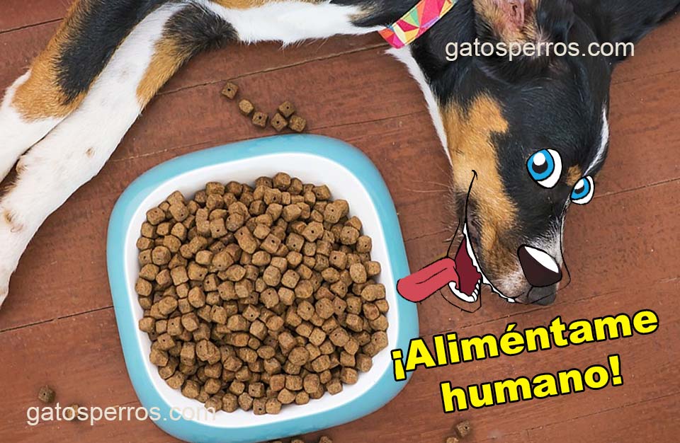 Alimentos para perro