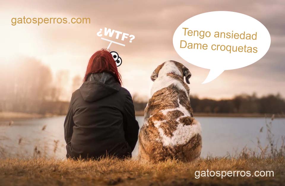 Un perro diciéndole a su humano que tiene ansiedad y le de croquetas