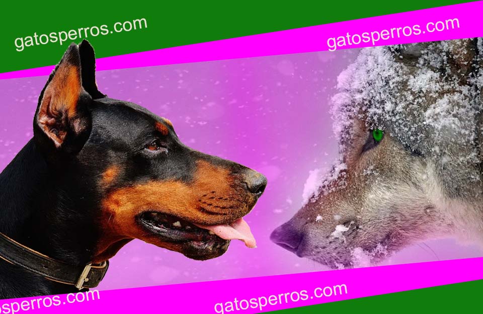 Alimentos para perro, son animales omnívoros como los lobos. Foto de lobo en la nieve y un perro doméstico