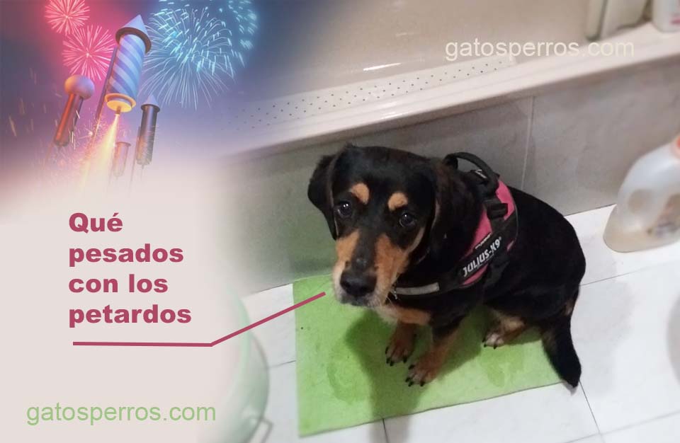 miedo-perro-petardos