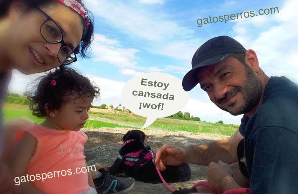 correr con la perra. Nena, la perra de Miguel Ángel cansada.