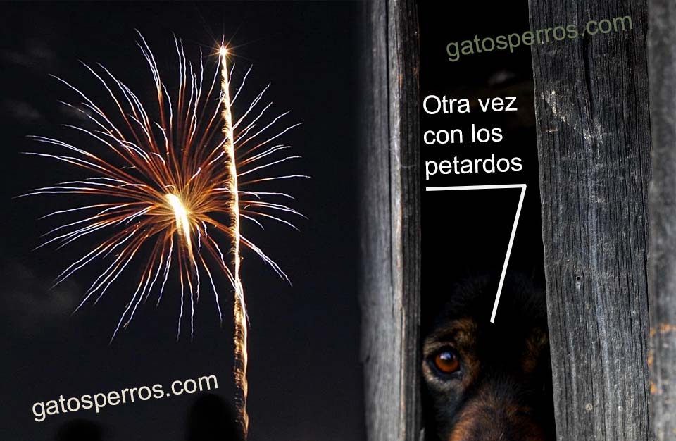 Perro asustado por los petardos de san juan y otras festividades