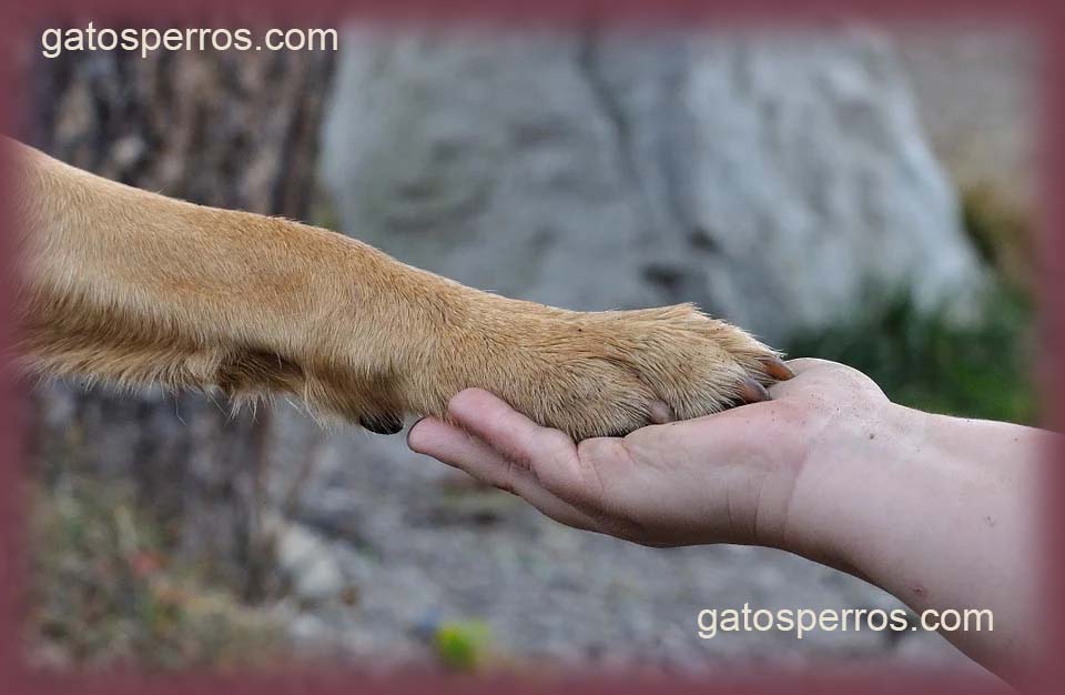 Cómo enseñar a tu perro a dar la pata