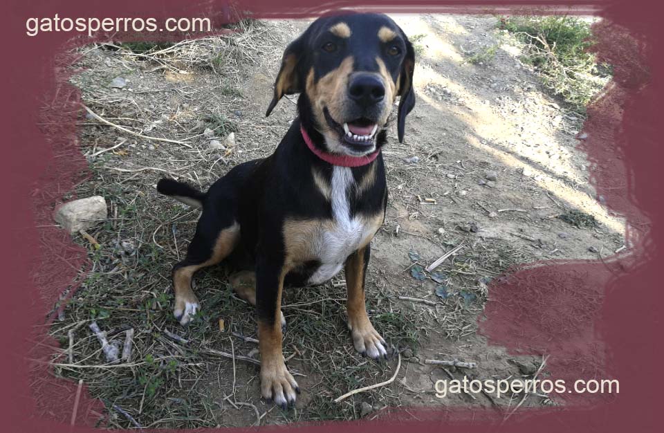 Adopta un perro abandonado