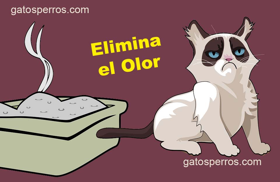 Eliminar el olor del arenero del gato