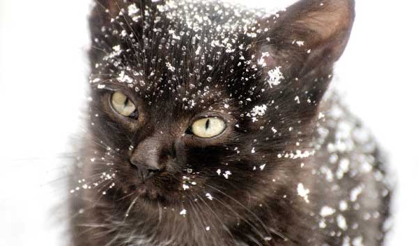 Gato con frío