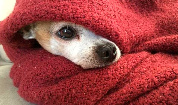 ¿Hay qué tapar a los perros para dormir?