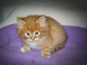 gato recién nacido