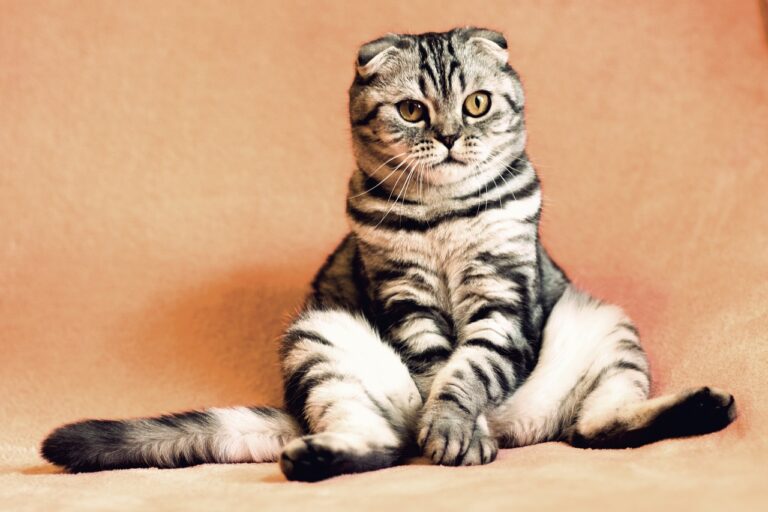 ictus gatos