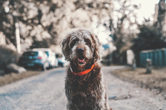 Cosas que necesita un perro cuando lo adoptas