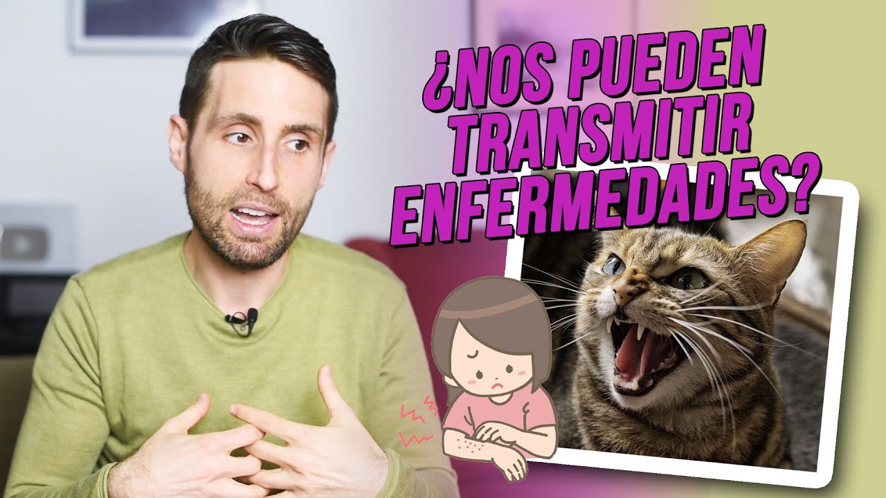 enfermedades que puedan transmitir los gatos Gatos y perros
