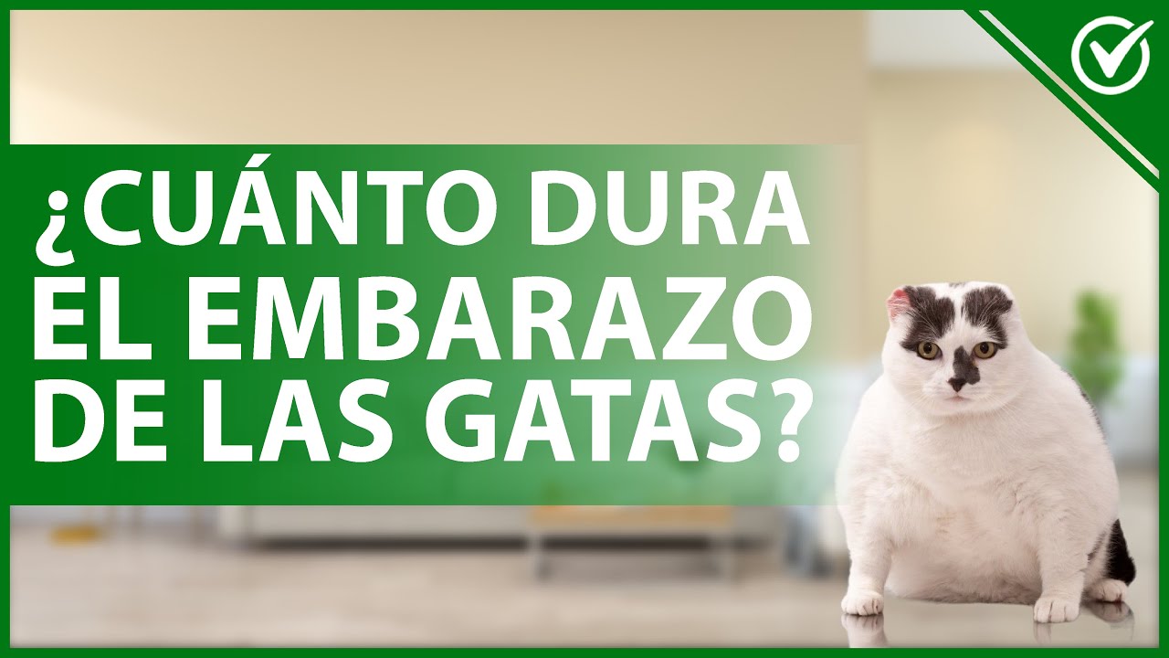cuanto dura un embarazo de gato Gatos y perros